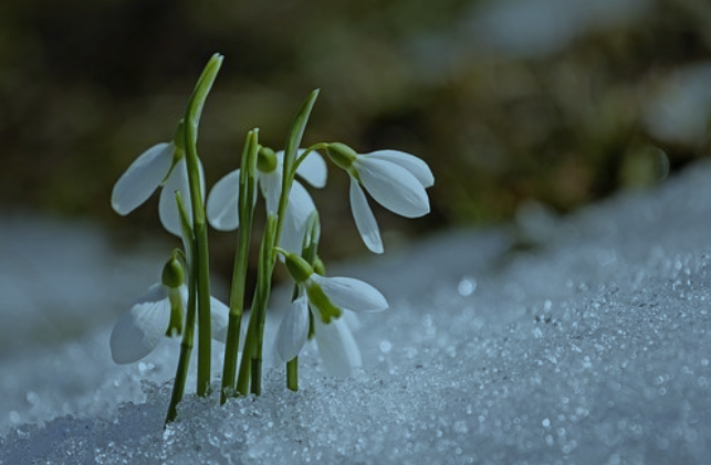 Snowdrops